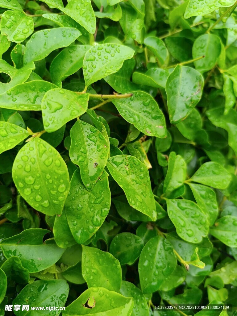 翠绿欲滴的带露植物叶片