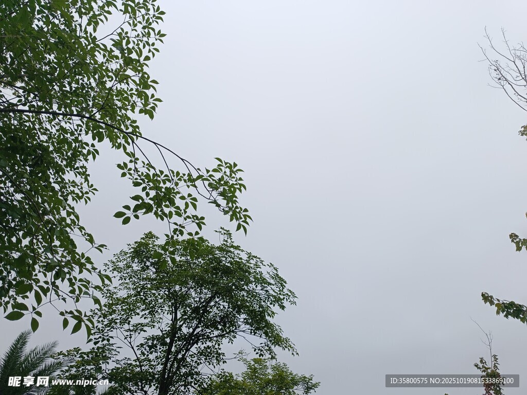 树梢间的灰白天空