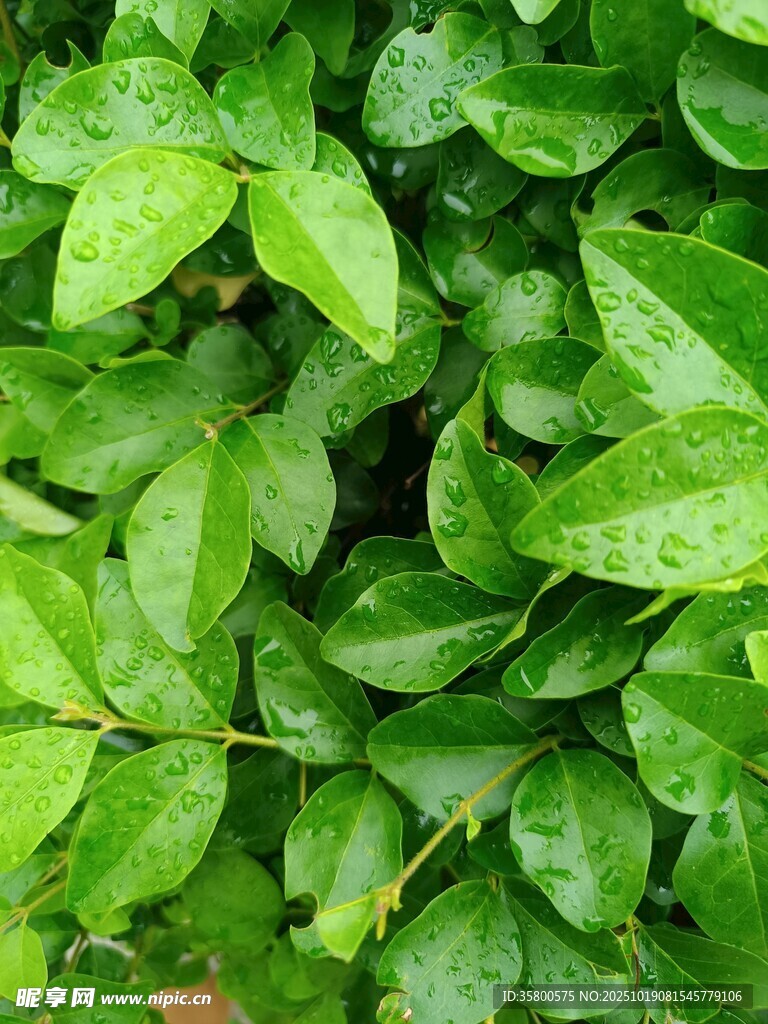 翠绿繁茂的生机绿叶