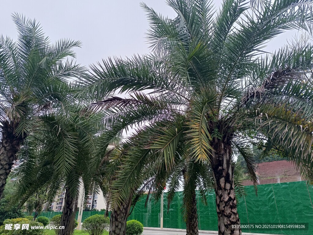 户外挺拔的棕榈树景观