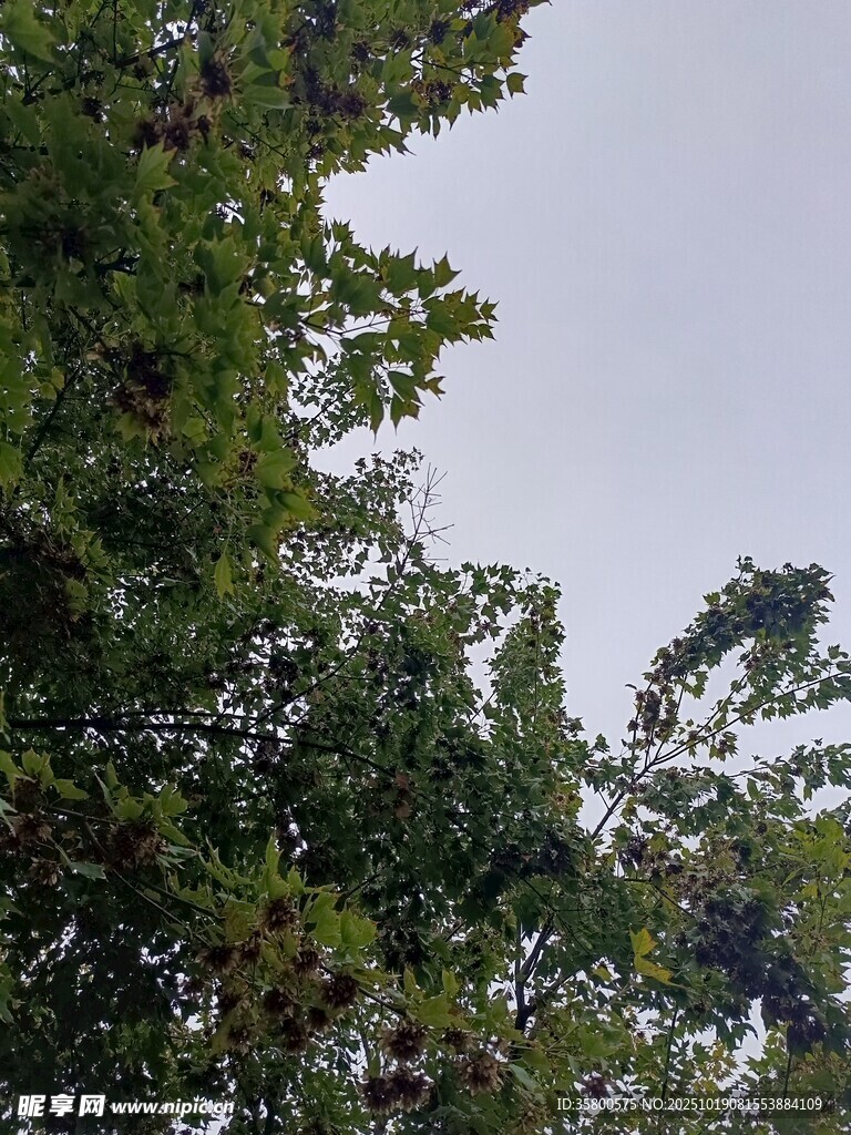 仰视茂密树冠