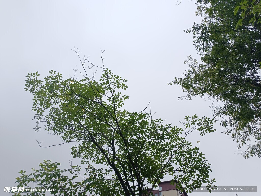 绿树映灰天的自然景致