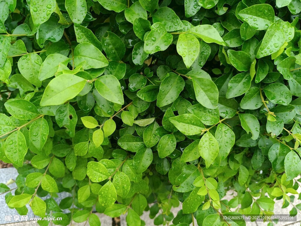 翠绿繁茂的绿叶植物墙