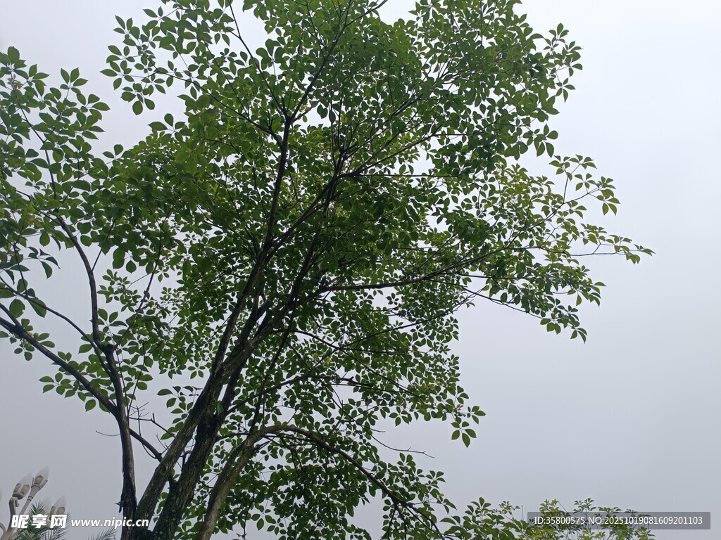 绿叶繁茂的高大树木