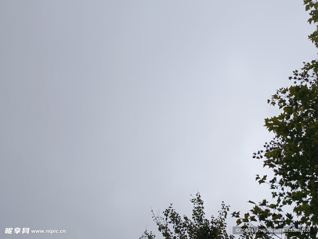 仰视天空与树梢景象