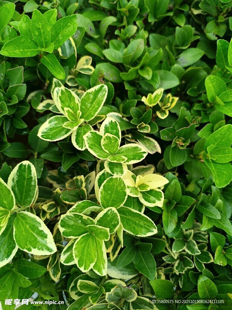 斑叶植物特写