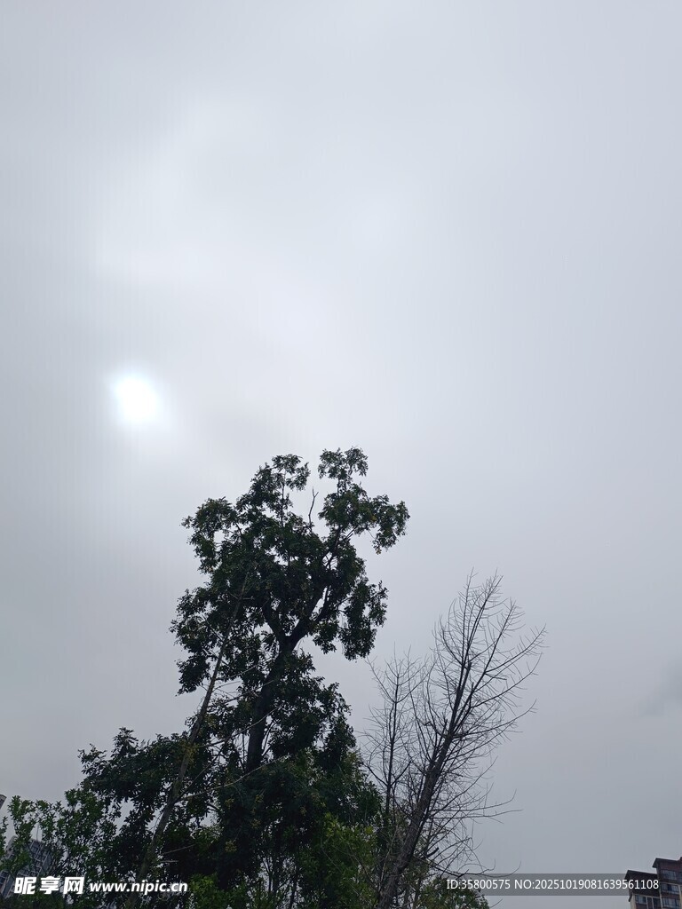 阴天中的树木