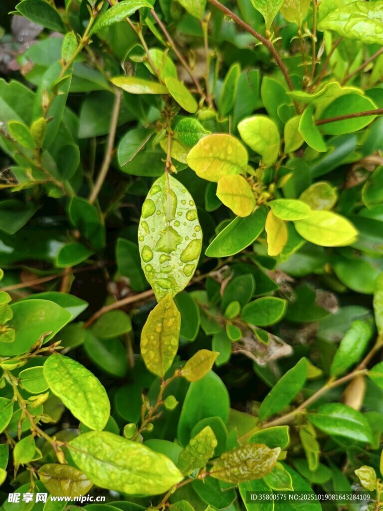 翠绿叶片的生机植物
