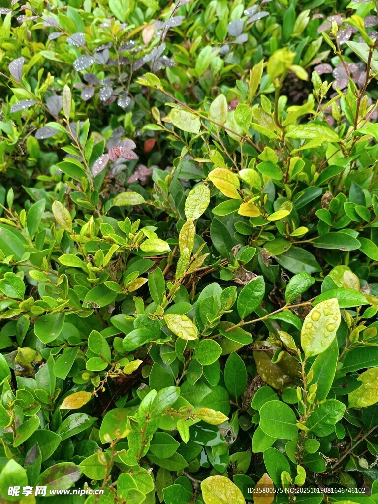 翠绿繁茂的多彩灌木丛