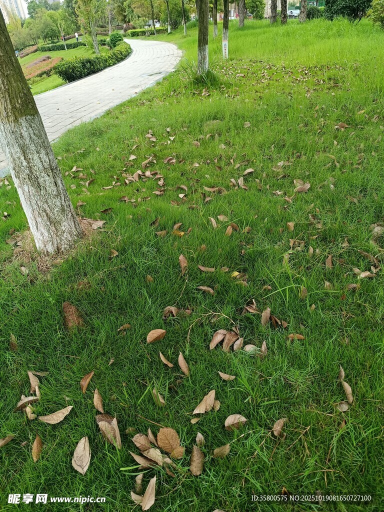 草地落叶与蜿蜒小路