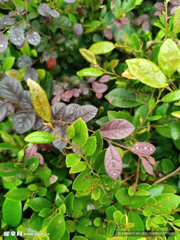多彩叶片的绿植景观