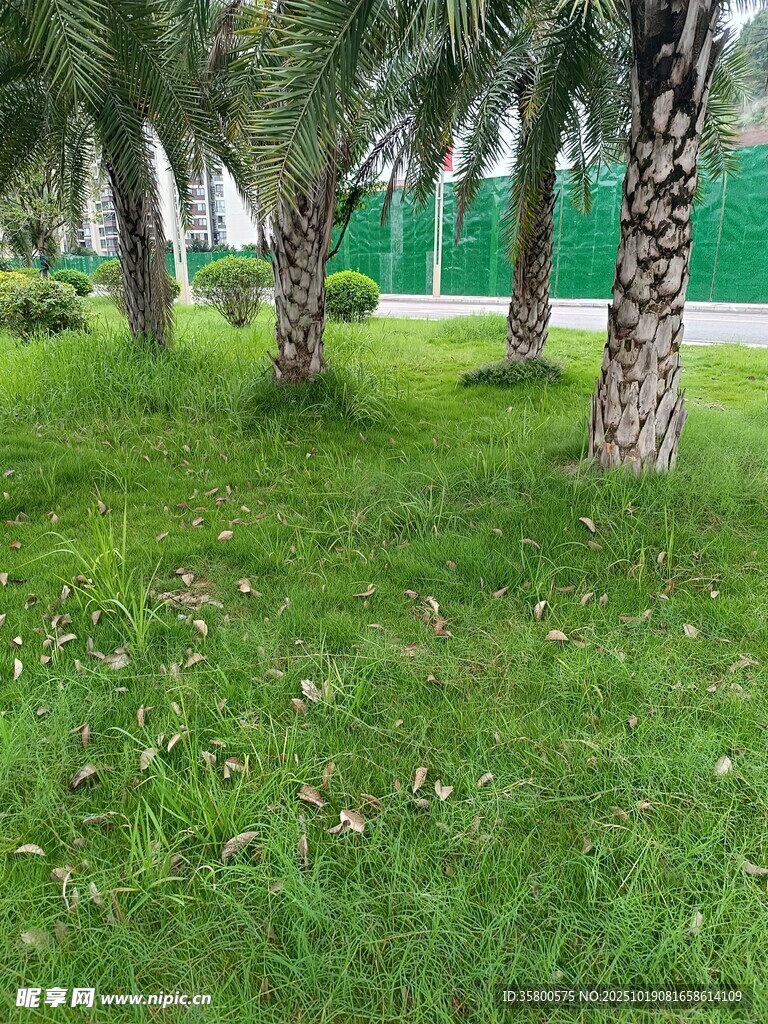 绿意盎然的草地与棕榈树