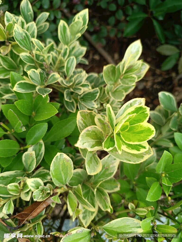 斑叶植物特写