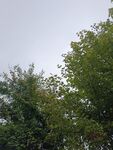 绿树蓝天自然景致