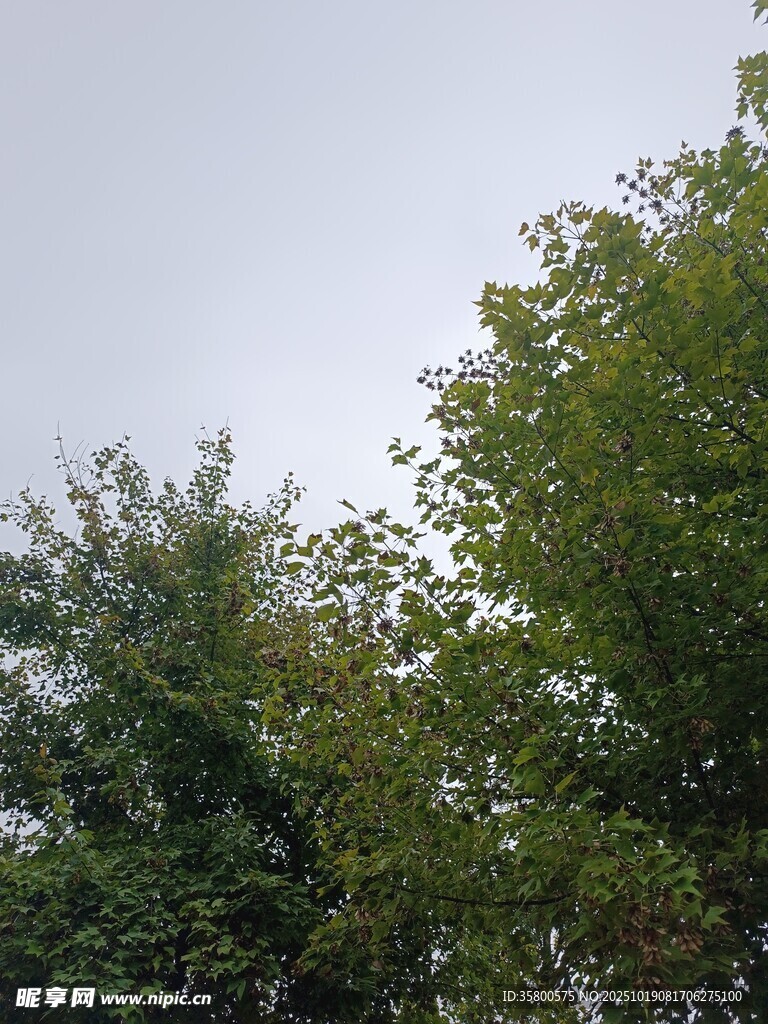 绿树蓝天自然景致