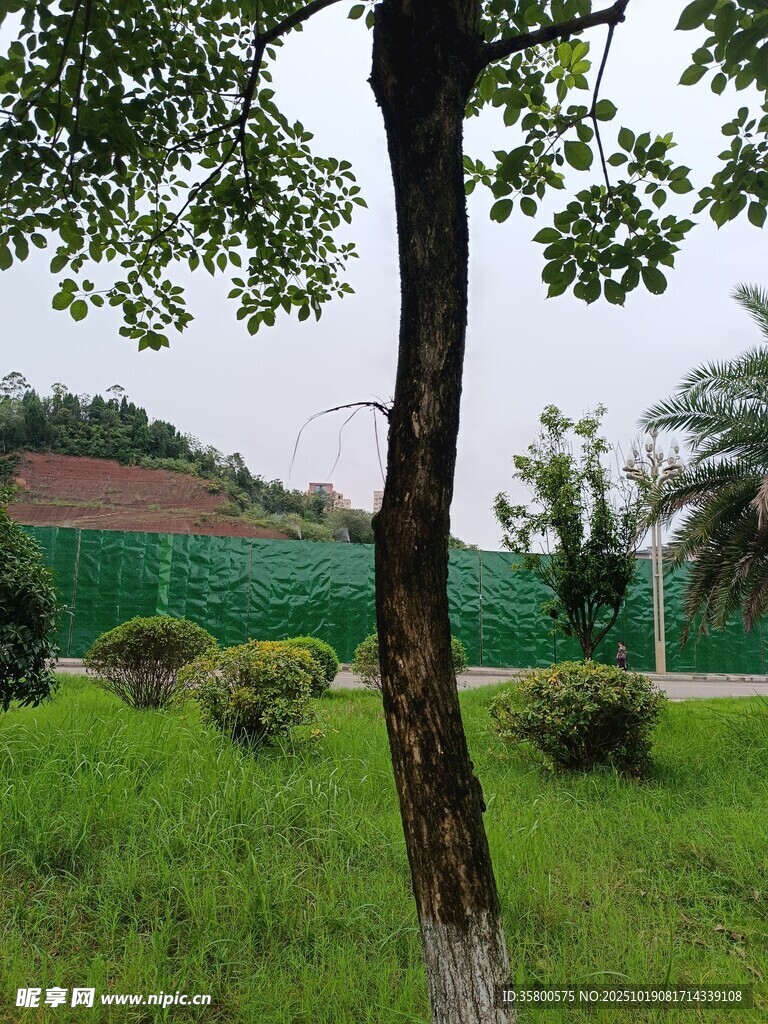 绿意盎然的户外风景