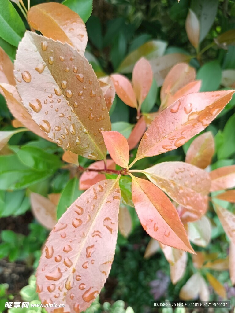 带水珠的多彩叶片