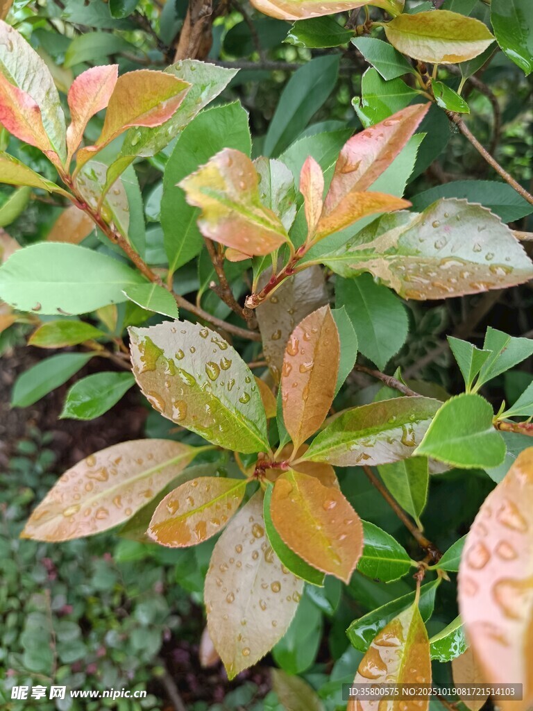 多彩叶片植物特写