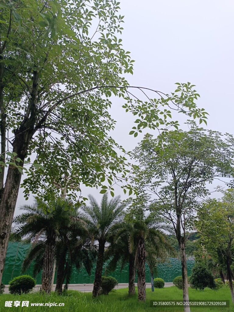 绿意盎然的公园树林景观