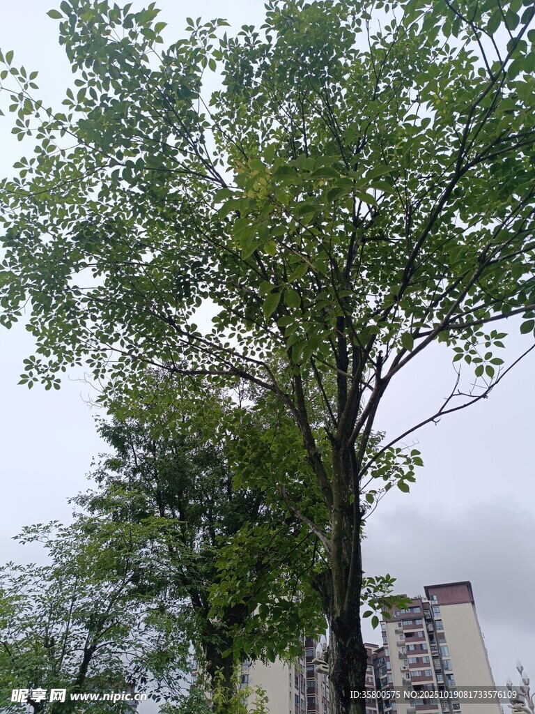 城市中高大葱郁的绿树
