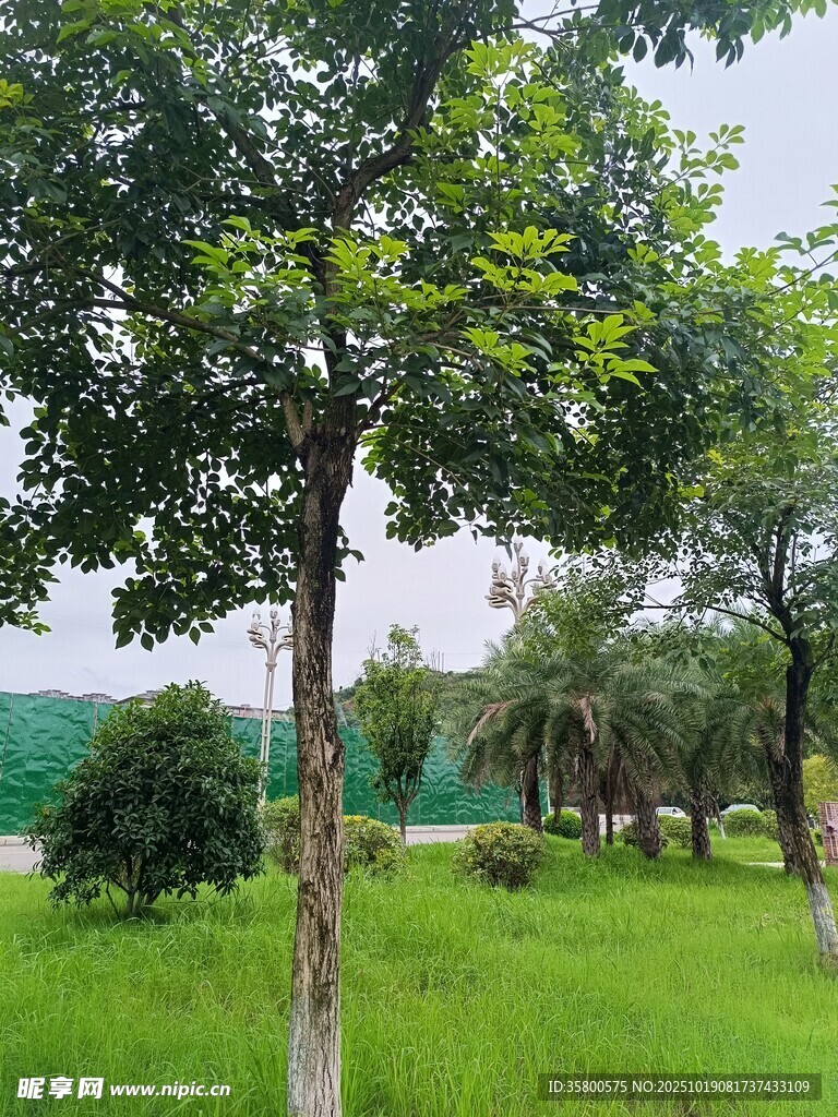 绿意盎然的户外树木景观