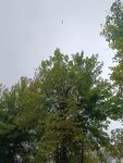 秋日树林中的树木景观