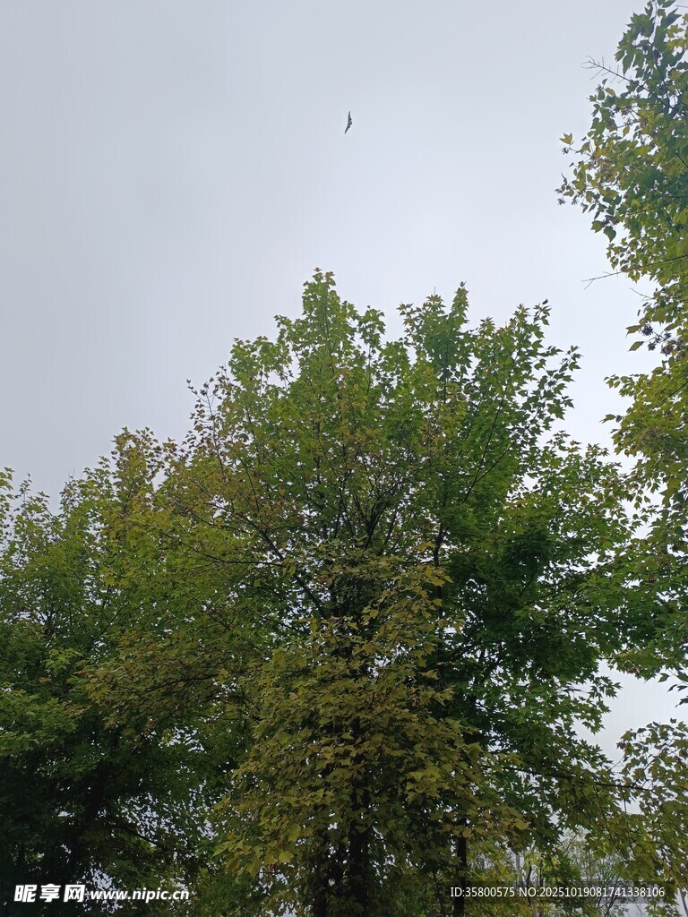 秋日树林中的树木景观