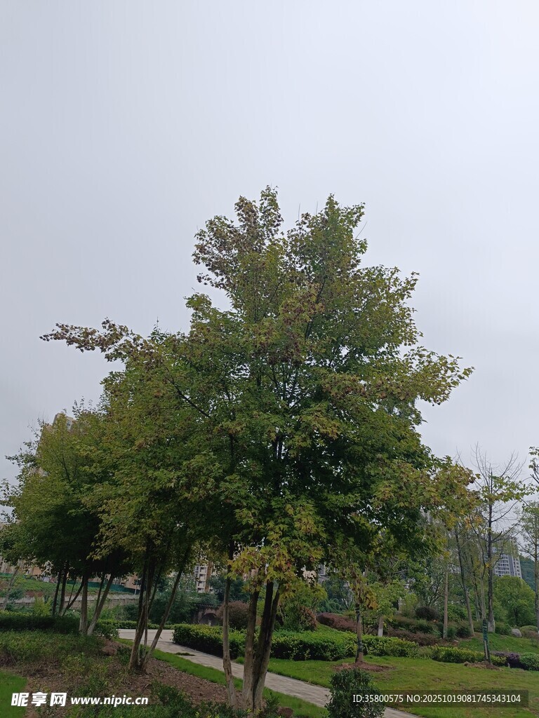 公园绿树景观