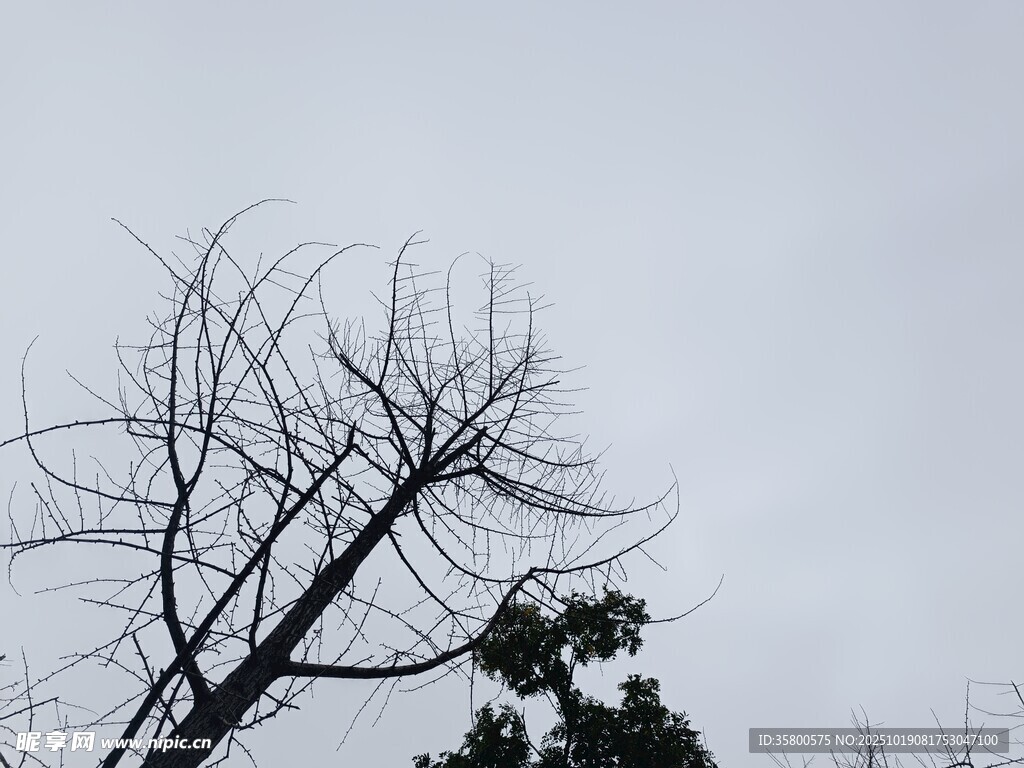 枯树立于天际