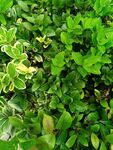 翠绿繁茂的多样绿植