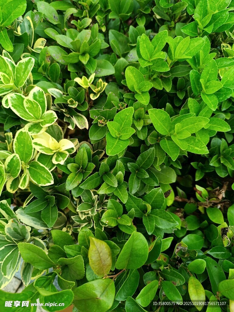 翠绿繁茂的多样绿植