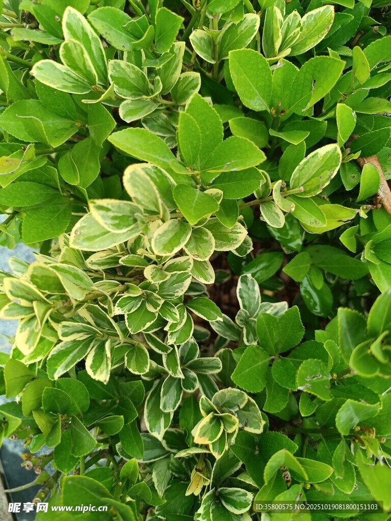 翠绿繁茂的斑斓叶片植物