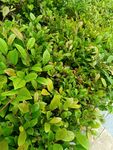 翠绿繁茂的叶片植物