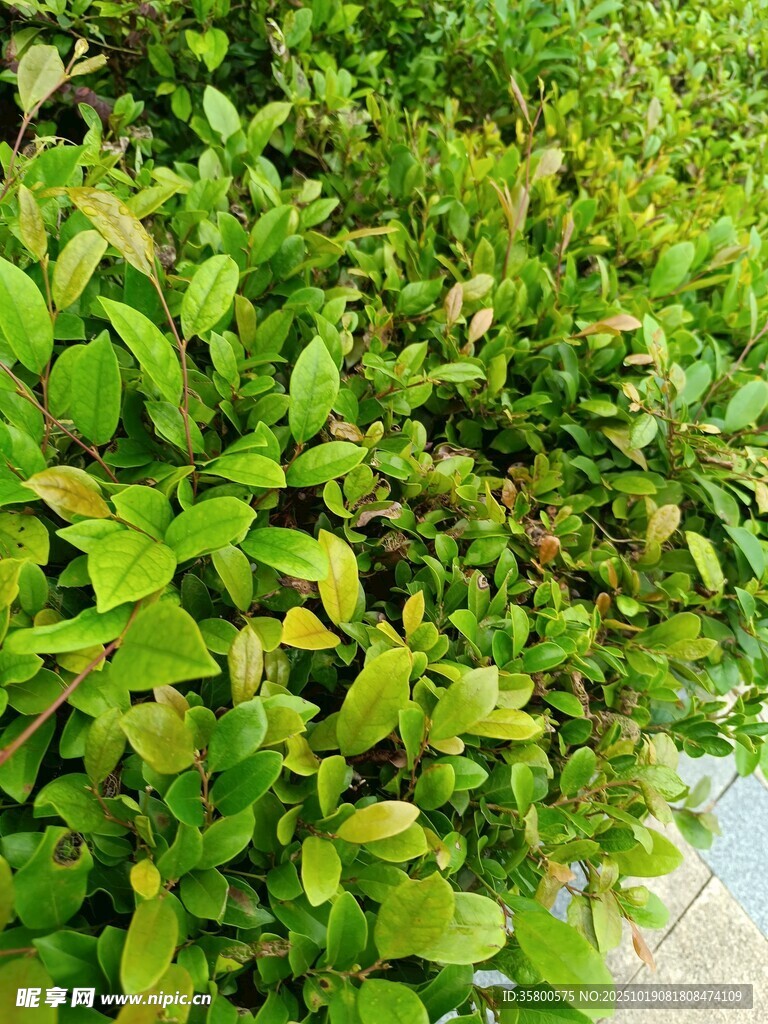 翠绿繁茂的叶片植物
