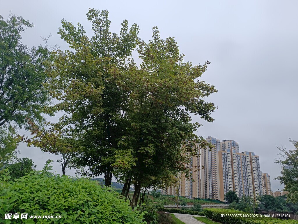 城市中葱郁树木与高楼景观