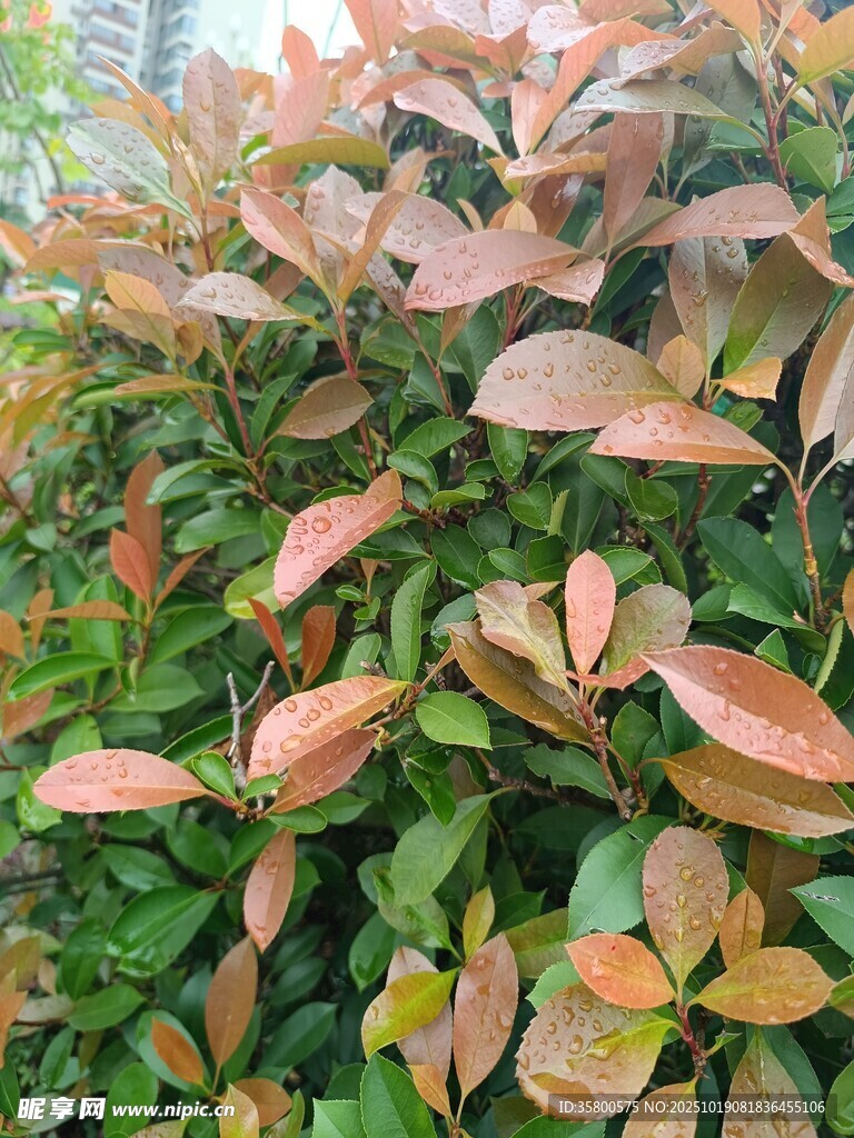 红叶灌木特写