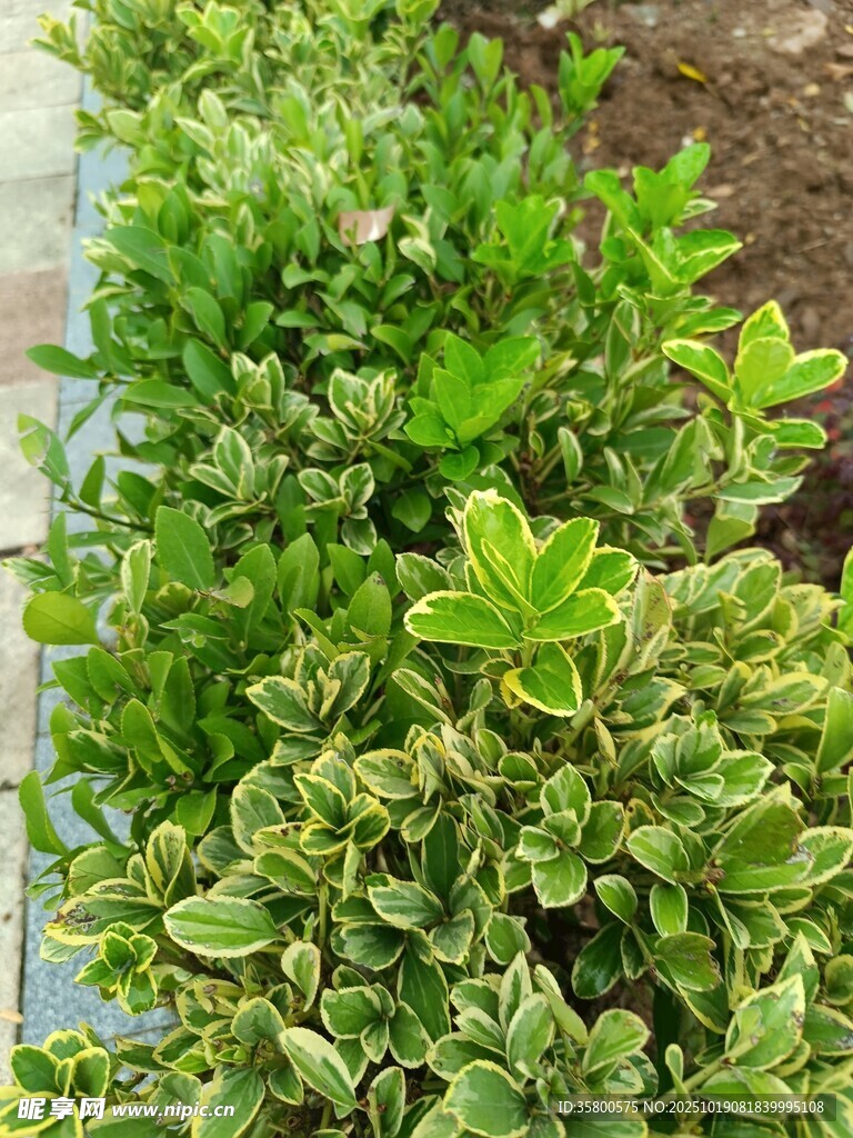 翠绿花叶植物特写