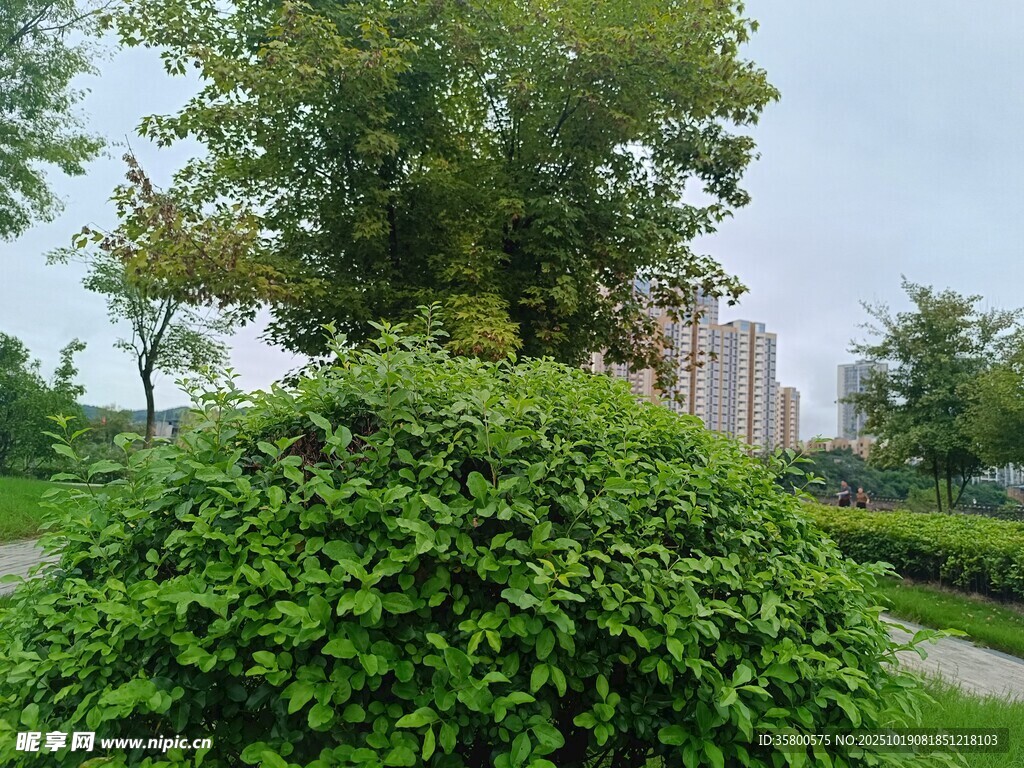 绿意盎然的城市绿植景观