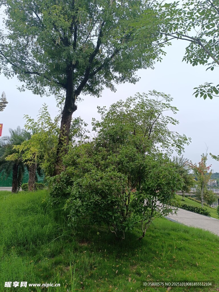 绿意盎然的户外树木景观