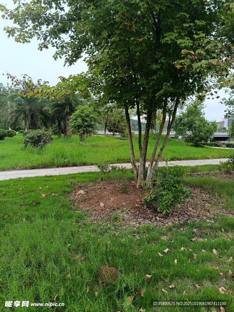 公园绿树草地小径景致