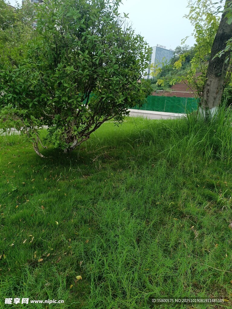 绿意盎然的草地与树木
