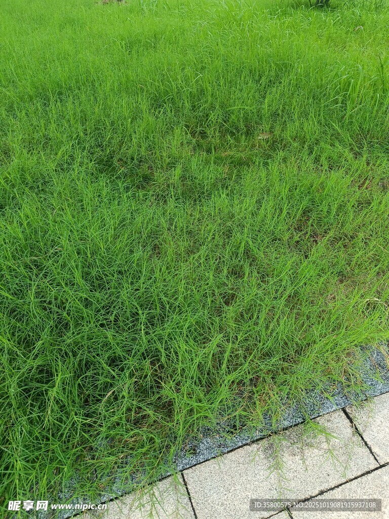 翠绿草地与砖石边界