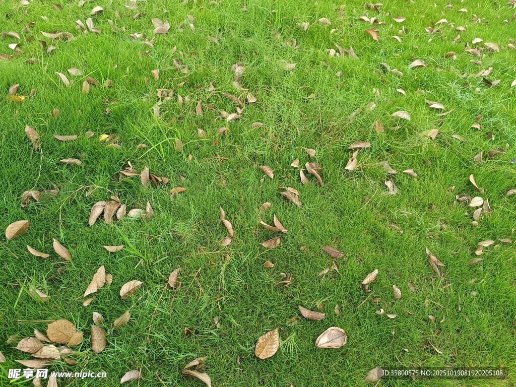 草地上散落的枯黄树叶