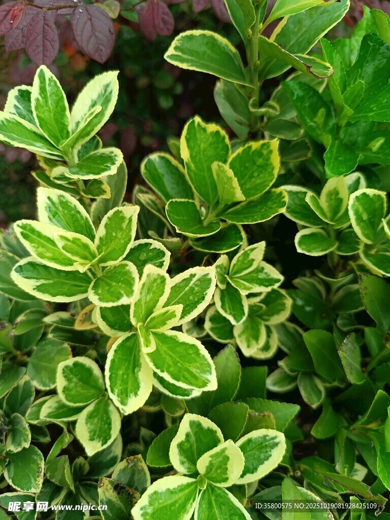 金边绿叶植物特写