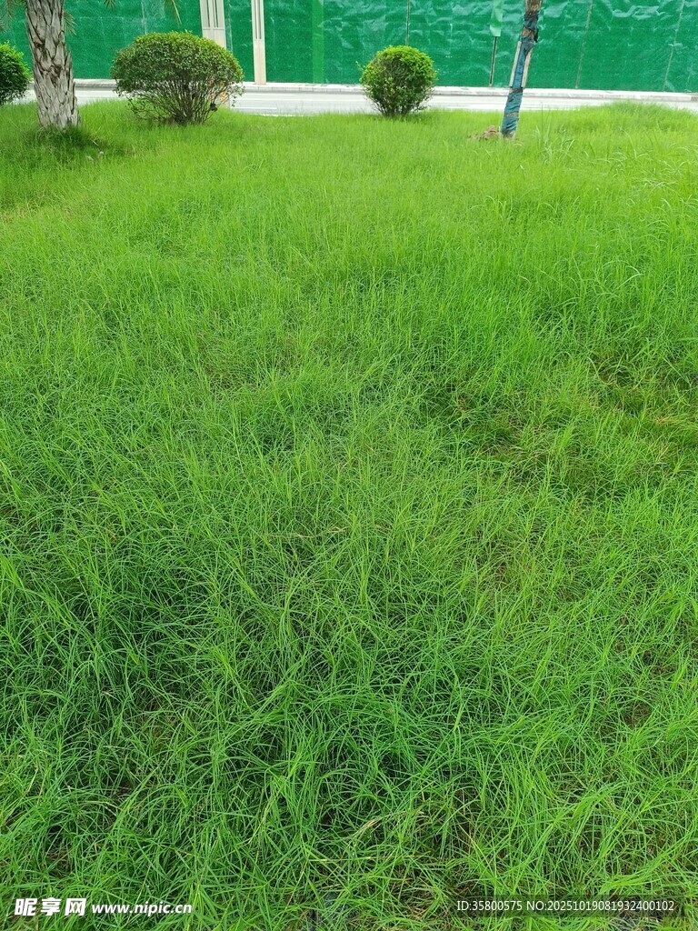 翠绿草坪