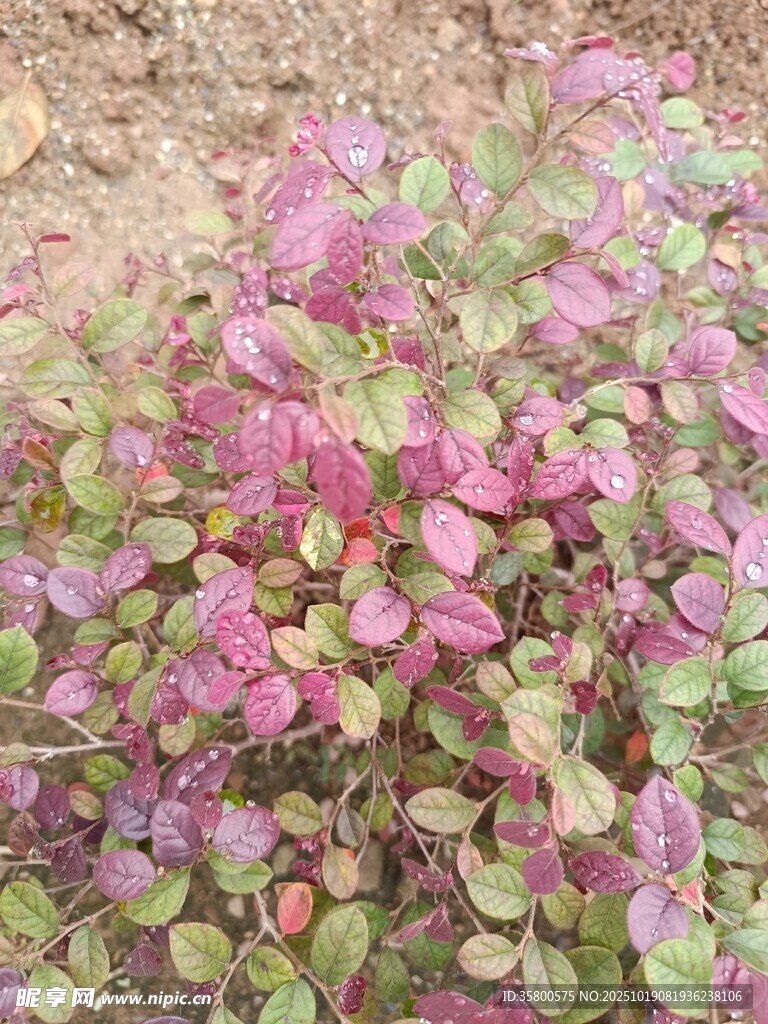 紫叶植物特写