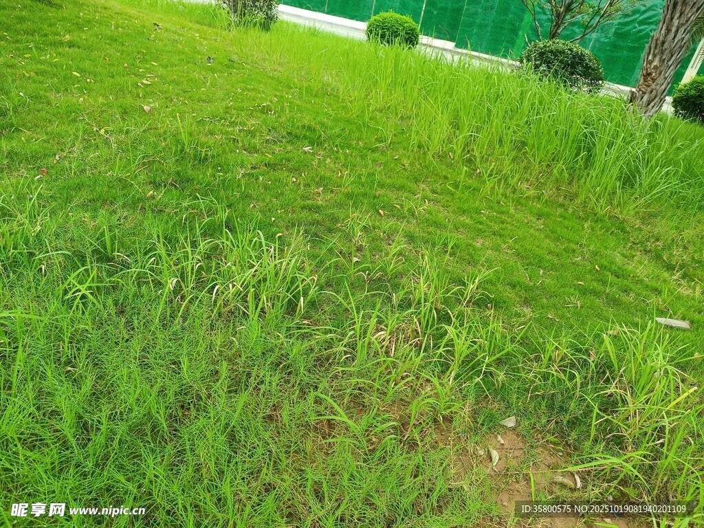 翠绿草地