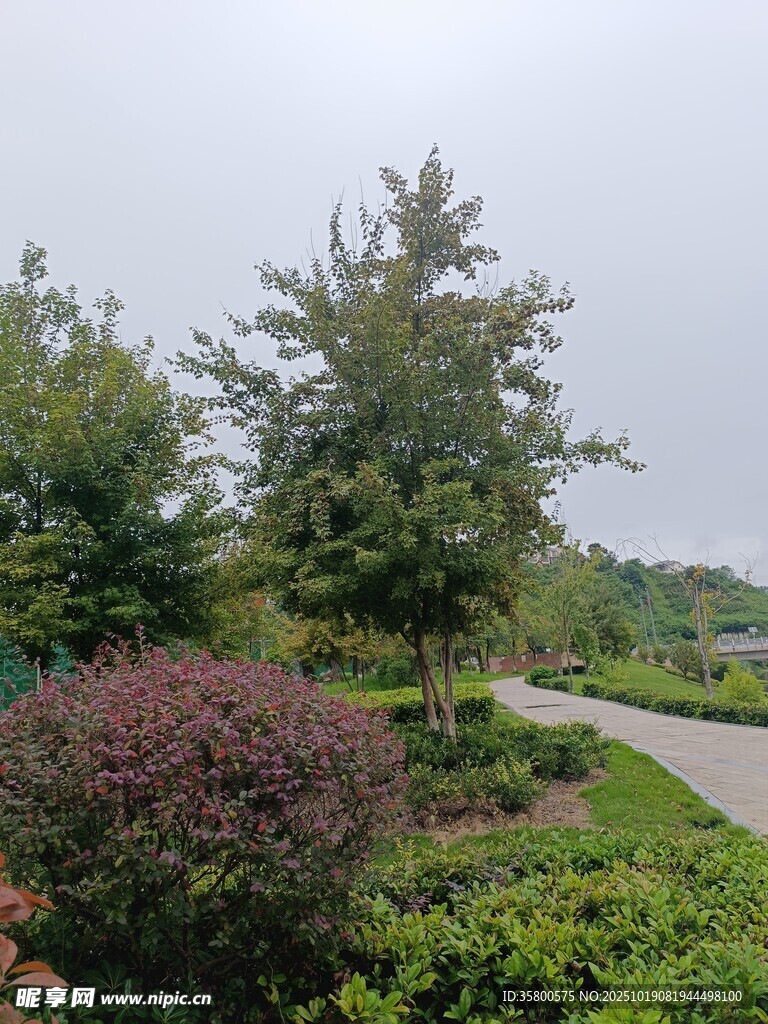 园林小径旁的绿植景观