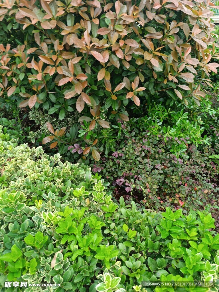 多彩绿植景观