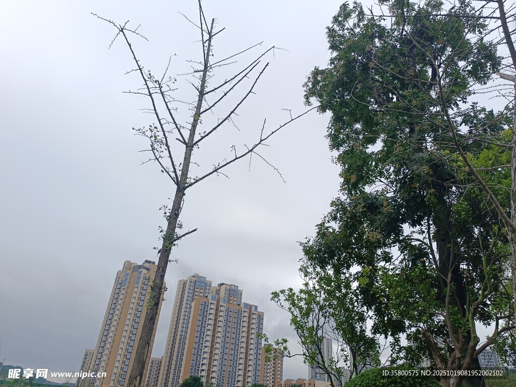 城市中枯树与绿树的对比